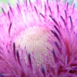 thistle